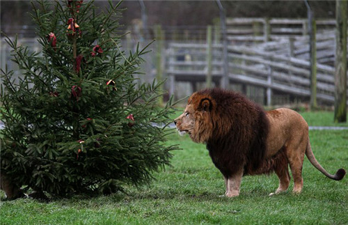 320名圣诞老人集体冲浪？八一八圣诞节奇闻趣事